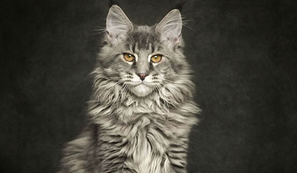 12 Pictures of Absolutely Royal Cat Species that will blow your mind